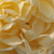 Žuta - Nostalgična ruža - Felidaé
